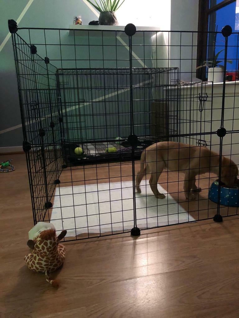 my dogs hair is falling off